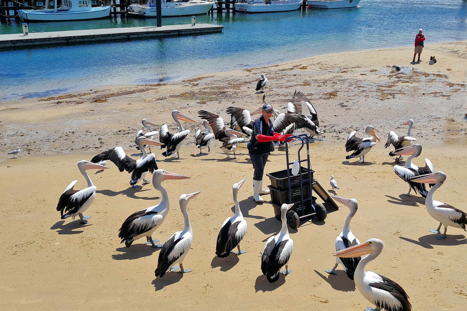 Phillip Island Pelicans Tours