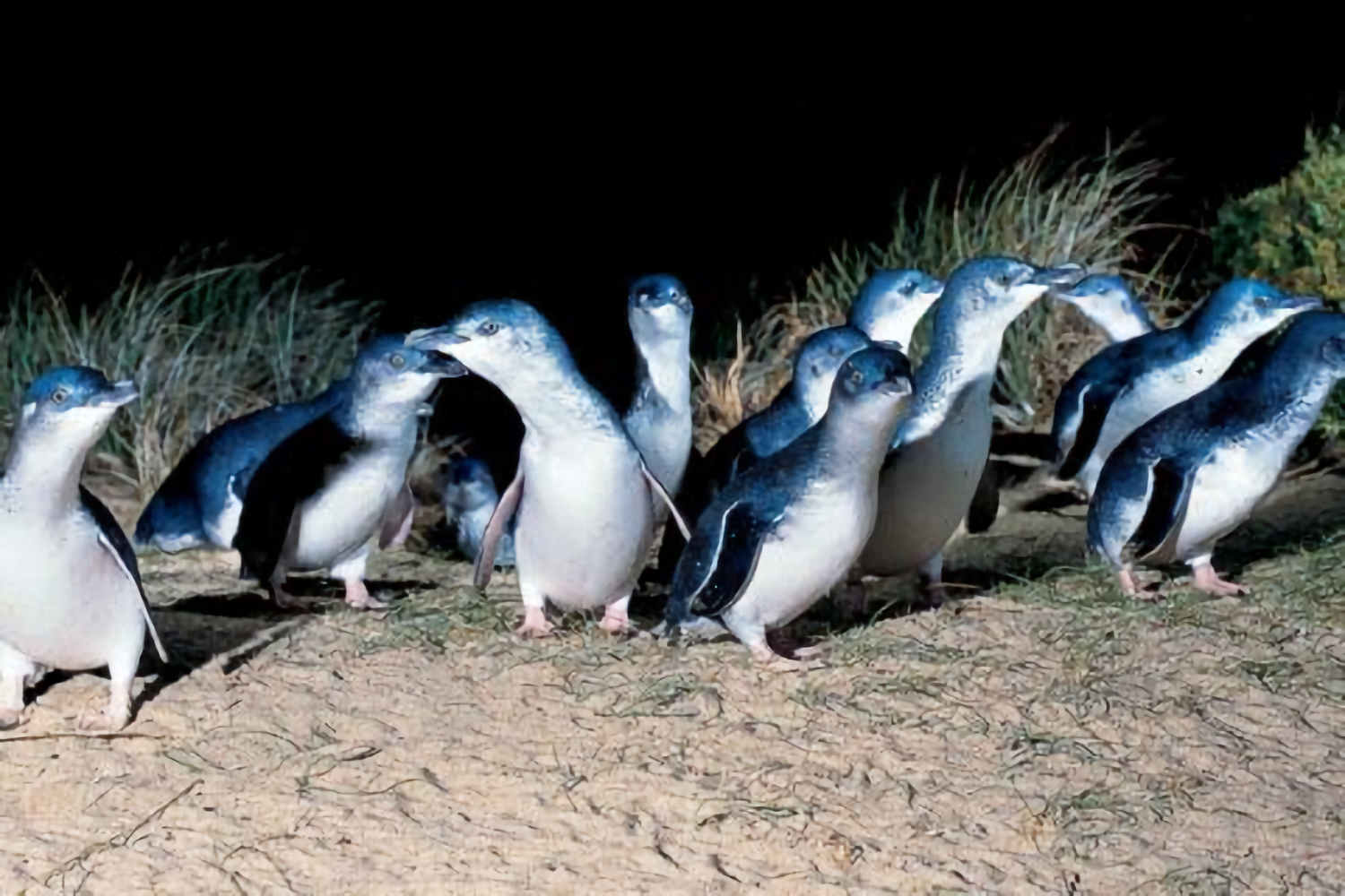Phillip Island Penguins Tours