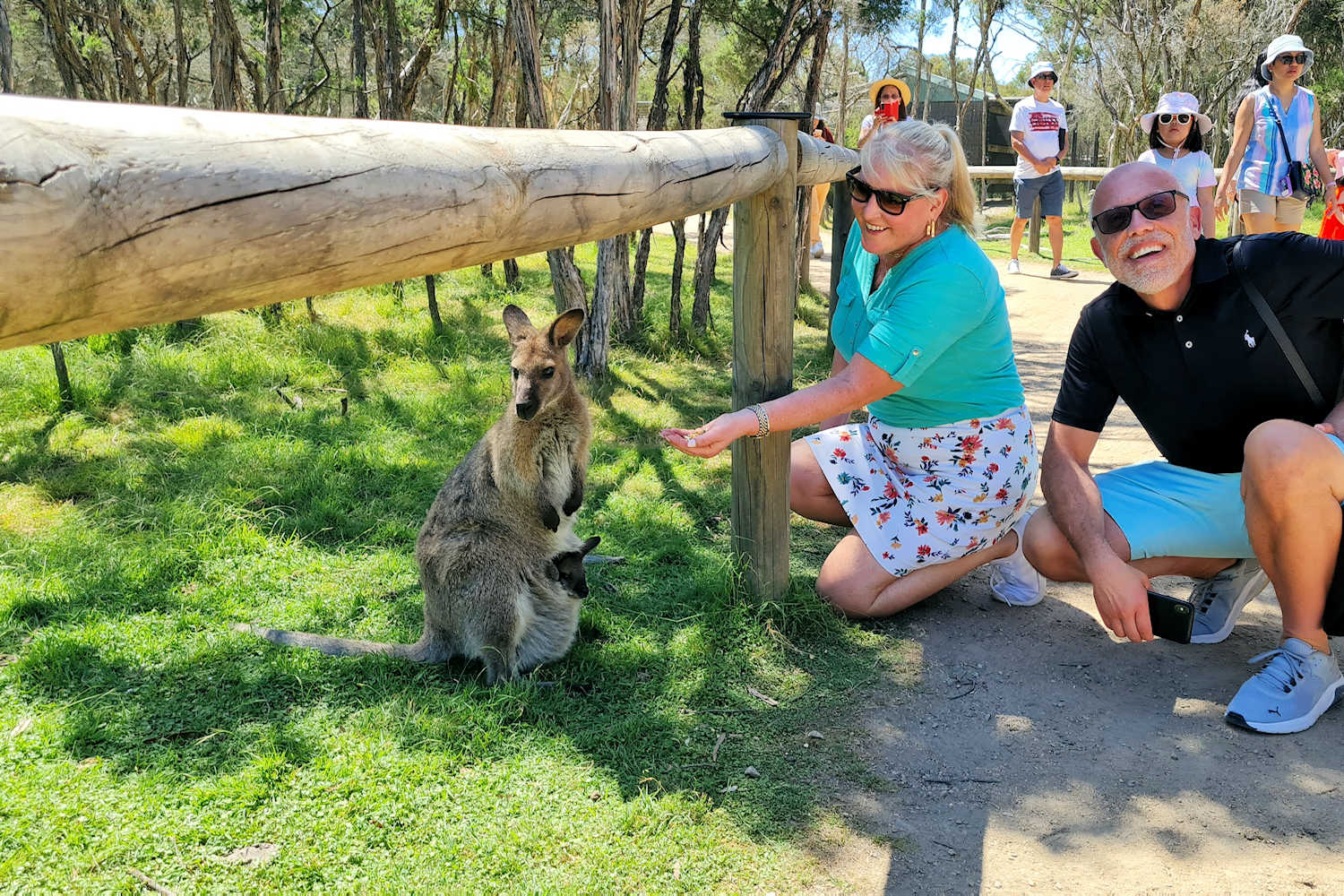 Sanctuary Kangaroo Pouch - Phillip Island Tours