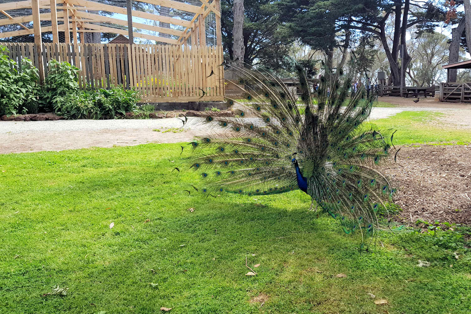 Sanctuary Peacock - Phillip Island Tours