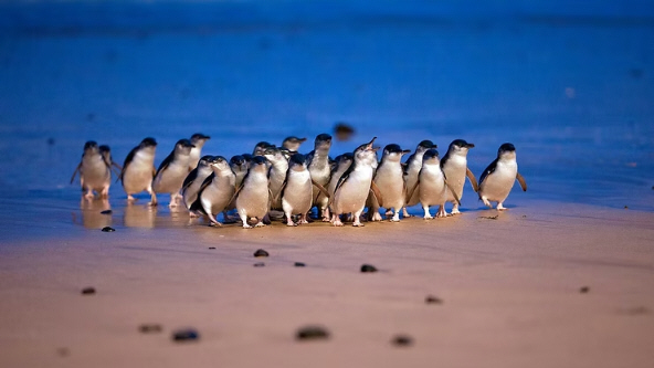 Penguins